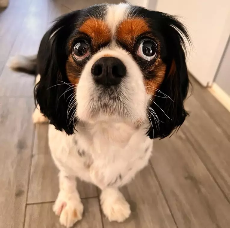 Salon za profesionalnu njegu pasa Pula, RH