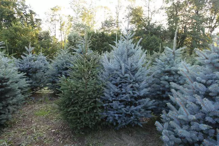 Hortikulturaihidrosjetva,božićnadrvca,Koprivnica,Križevci Hortikulturaihidrosjetva,božićnadrvca,Koprivnica,Križevci