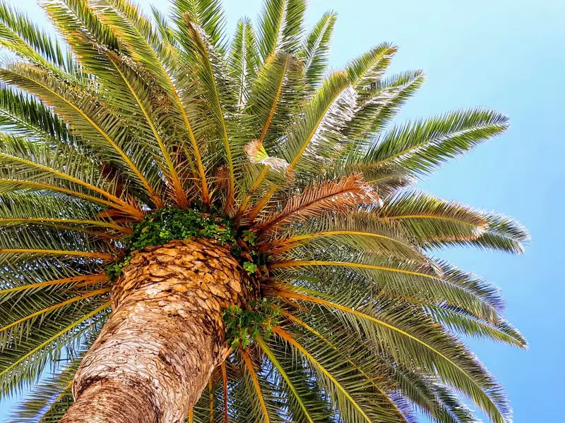 Sredstva za zaštitu Sredstva za zaštitu bilja Krk, Hrvatska