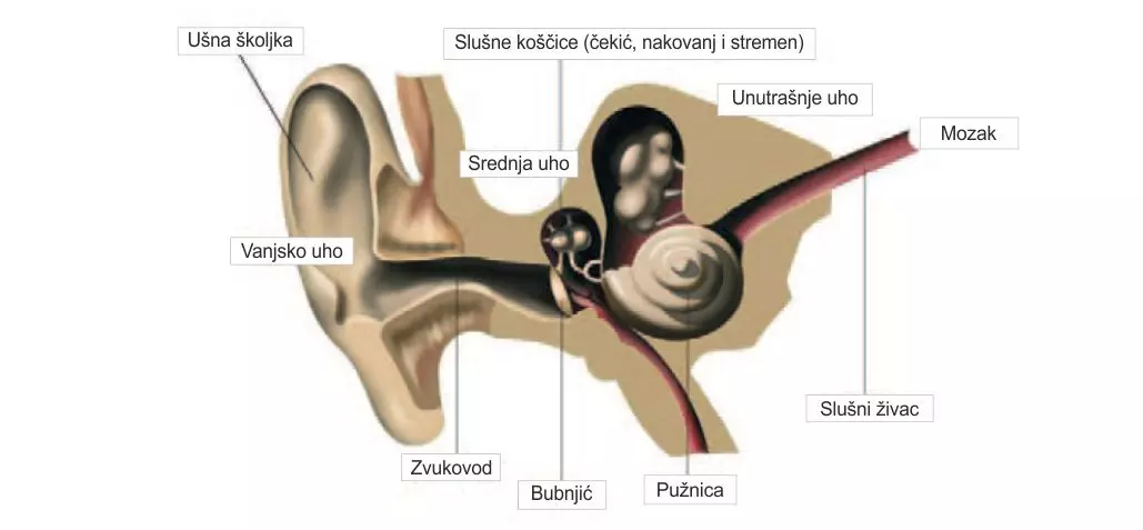 Izrada slušnih aparata i rezervnih dijelova 
