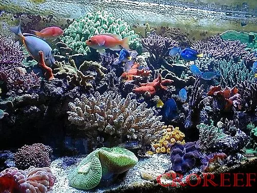 Izradaakvarijapomjeri,Zadar Izradaakvarijapomjeri,Zadar