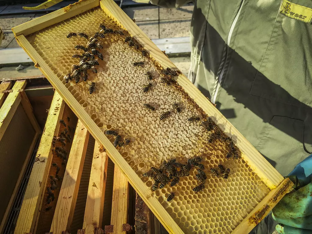 IzradakošnicaSvetiPetar5