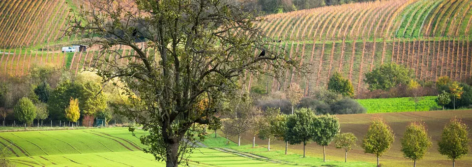 Jedinica_lokalne_uprave_i_samouprave_Općina_Trnava