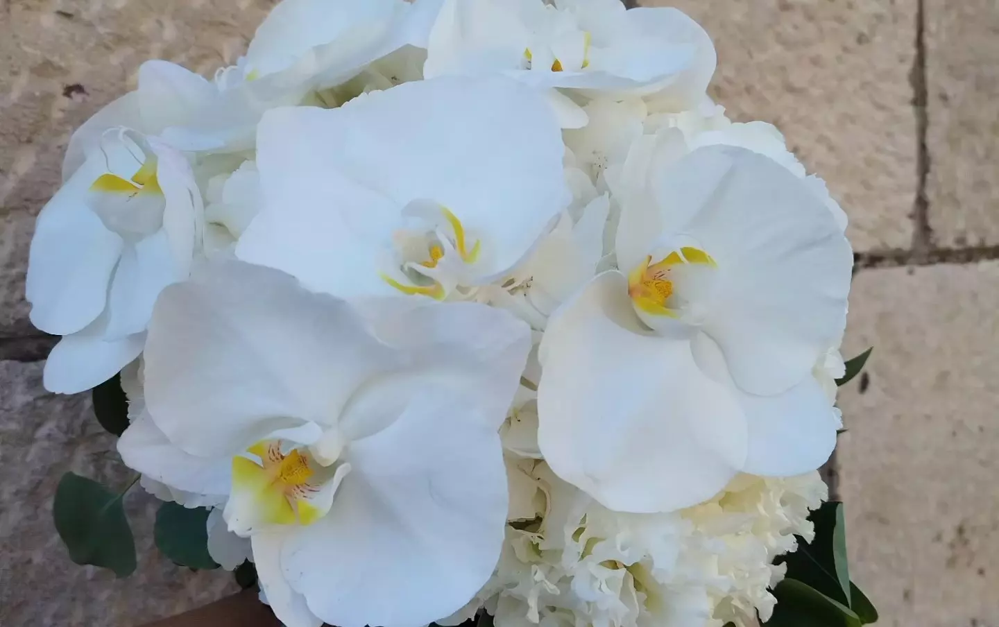 Kamelija-cvjećarnica