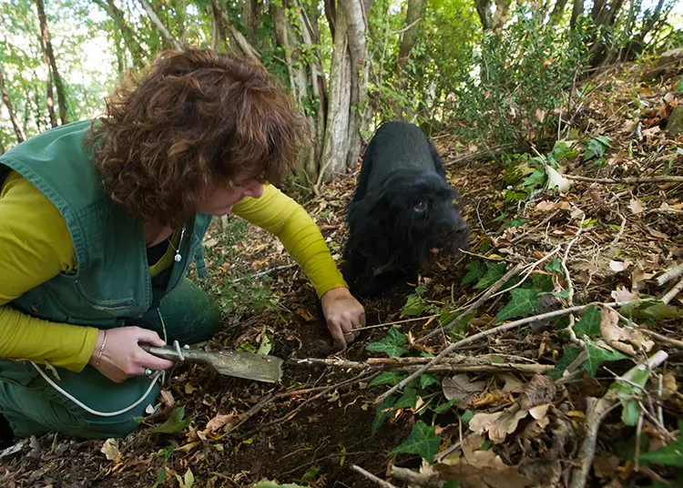 Truffle hunting Buzet, Croatia