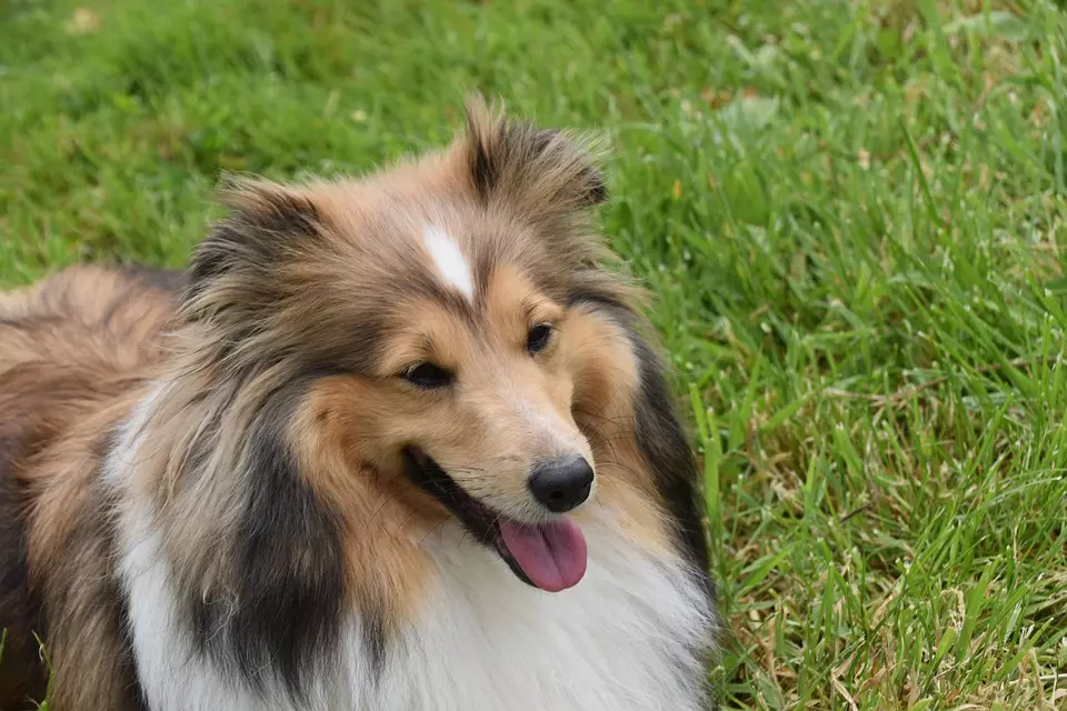 Samobor, Kirurgija za male kućne ljubimce 