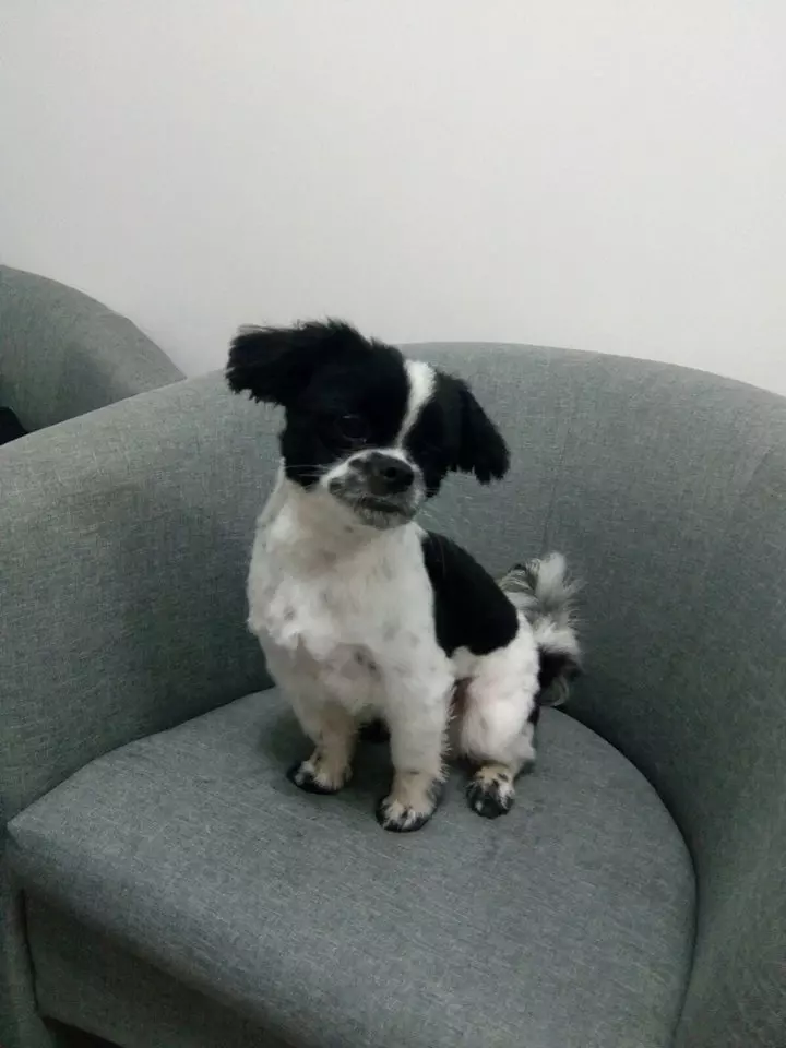 Kompletna_usluga_za_male_i_velike_pse