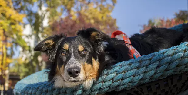 Kompletnahranaiopremazakućneljubimce,Zagreb Kompletnahranaiopremazakućneljubimce,Zagreb