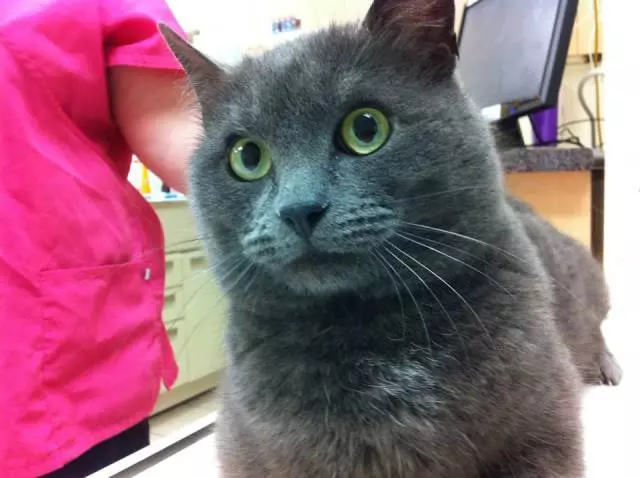 Kompletneveterinarskeusluge,Ivanec5