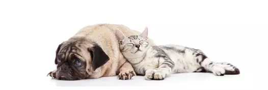 vrlo dobra ortopedija za male životinje Ortopedija za male životinje u Zagrebu