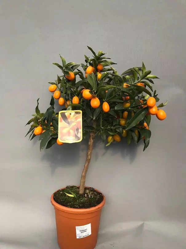 Kumquat_Nagami_vrtni_centar_drijen