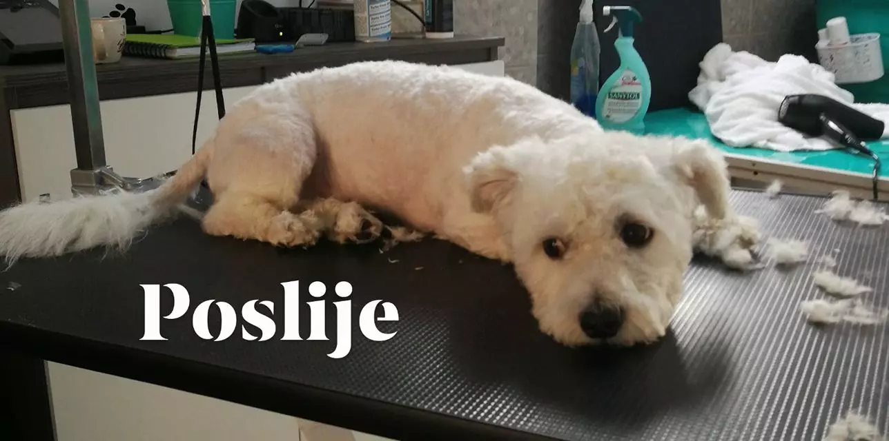 Kupanje_i_šišanje_svih_pasa_u_Zagrebu