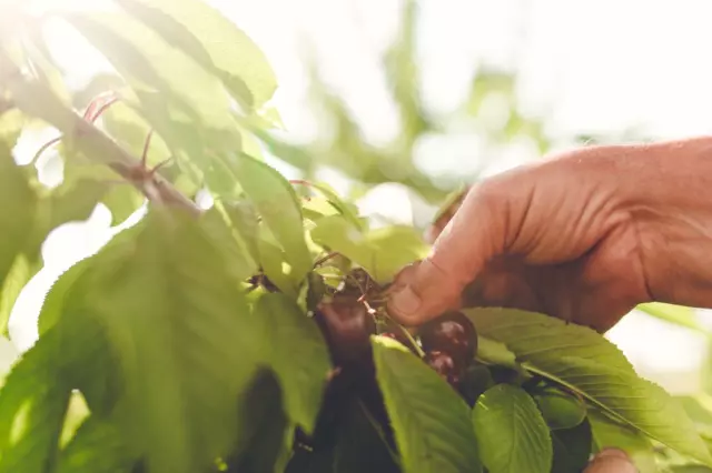 Kvalitetanuzgojiprodajatrešanja,Hrvatska2