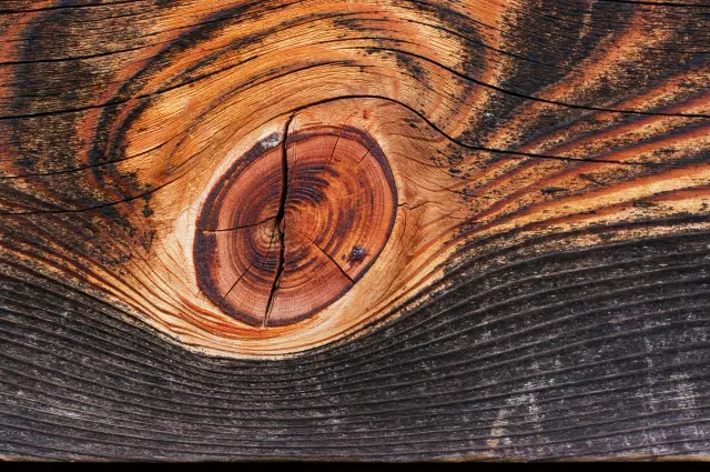 Kvalitetnasječadrvailicenciranasjećašuma,StaroPetrovoSelo,Hrvatska3