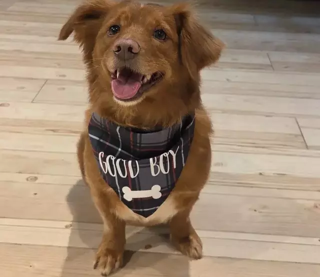 Grooming za pse Nin, Hrvatska