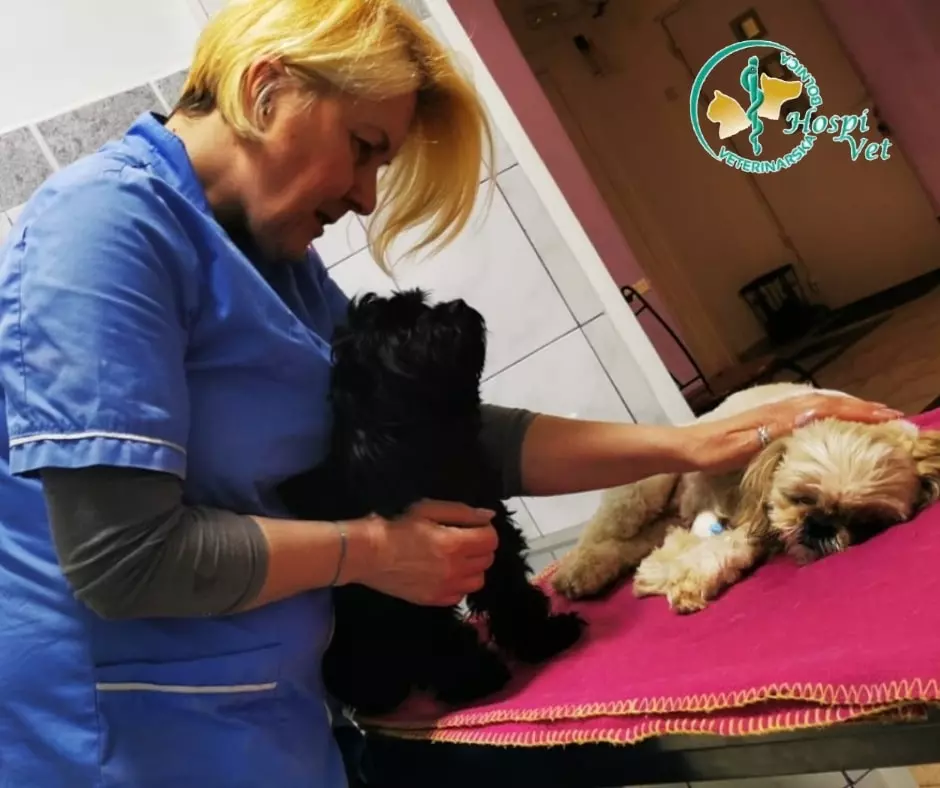 Liječenje kućnih ljubimaca - Zagreb