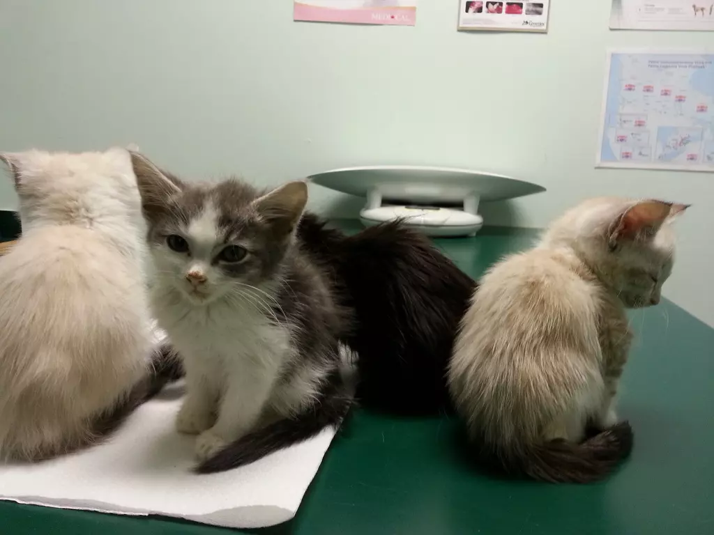 Liječenjemalihivelikihživotinja,Opatija3 Liječenjemalihivelikihživotinja,Opatija3