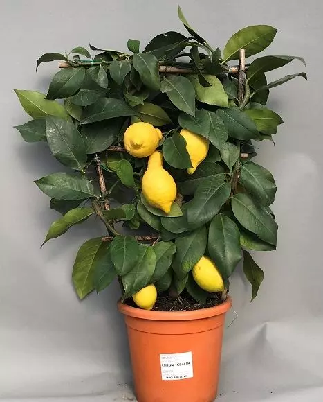 Limun_spalir_vrtni_centar_Drijen