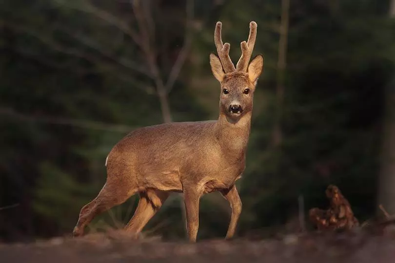 Lov,zaštitaiuzgojdivljači,Fužine