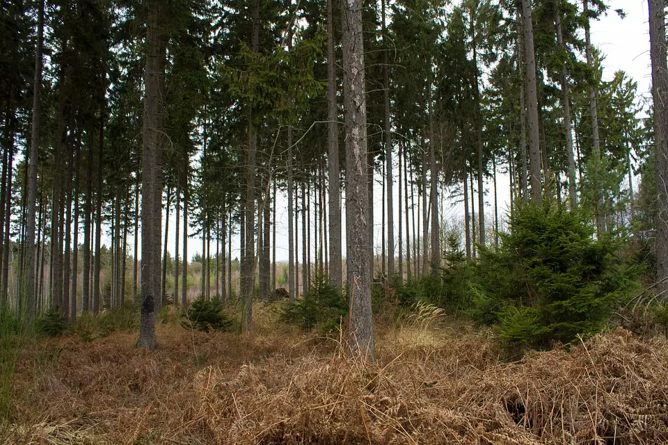 Lovnašljuku,jarebicuizeca,Obrovac3