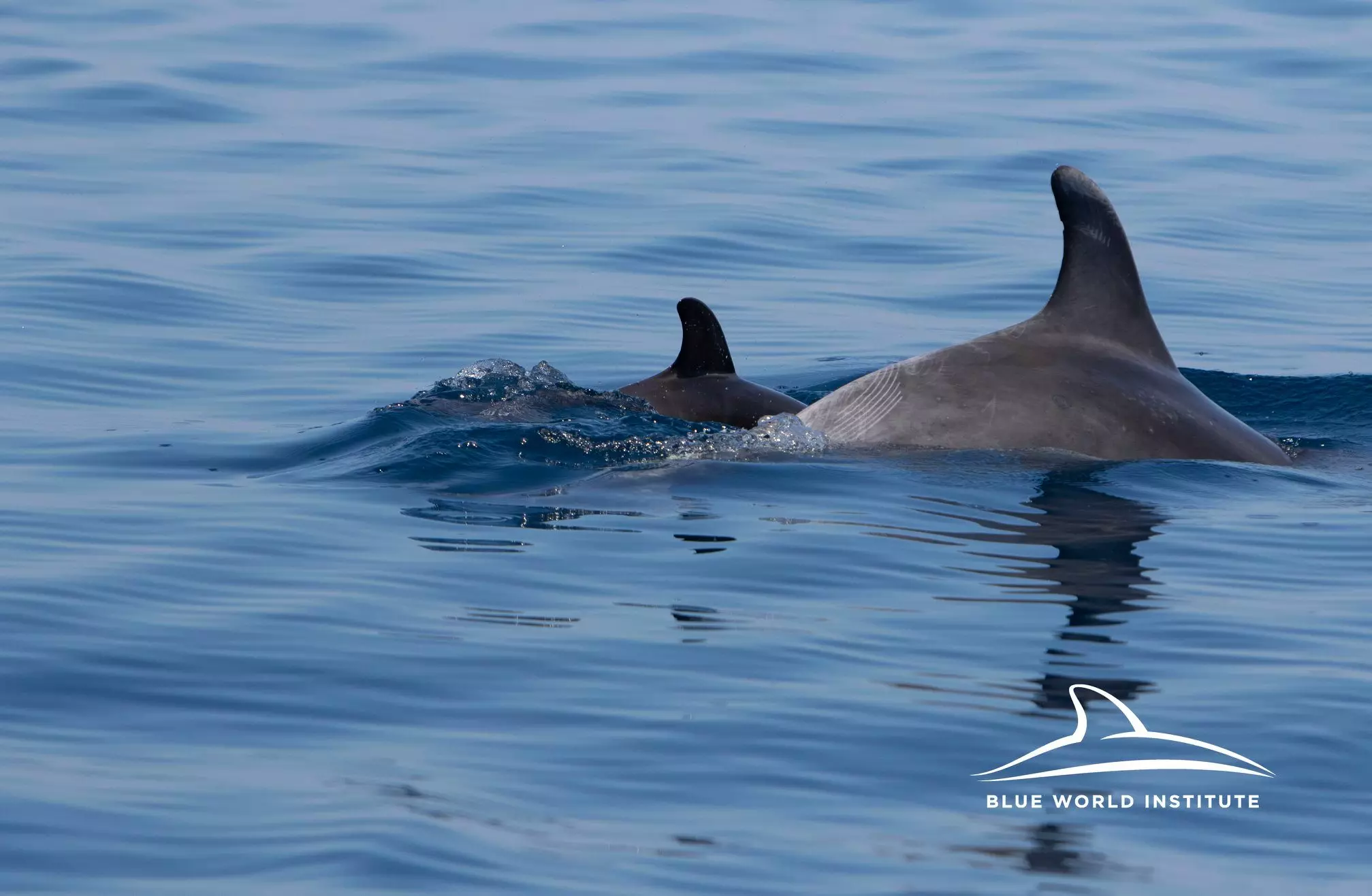 Lošinjmarineeducationcentre6 Lošinjmarineeducationcentre6