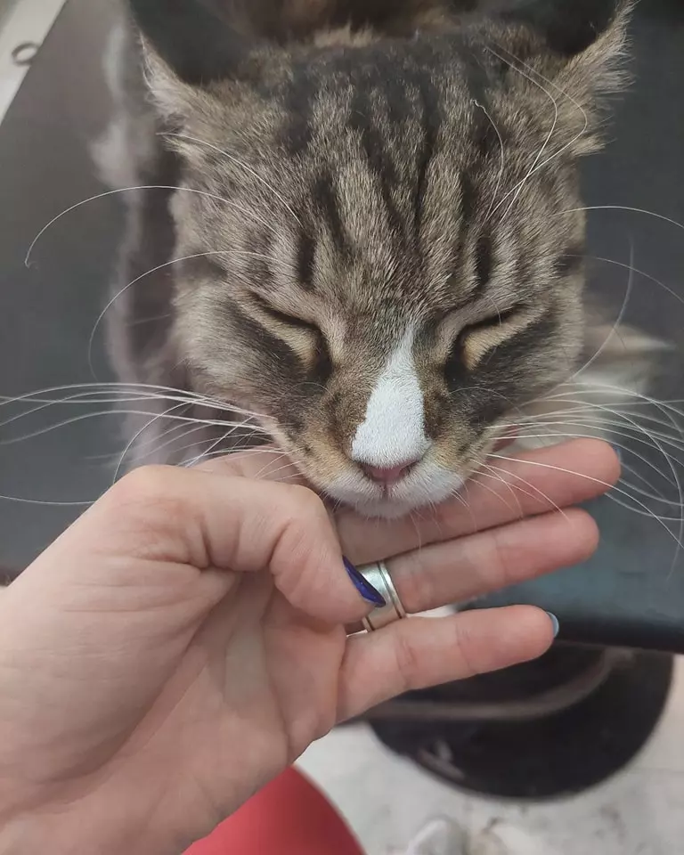 Salon za mačke i pse Savica u Zagrebu 