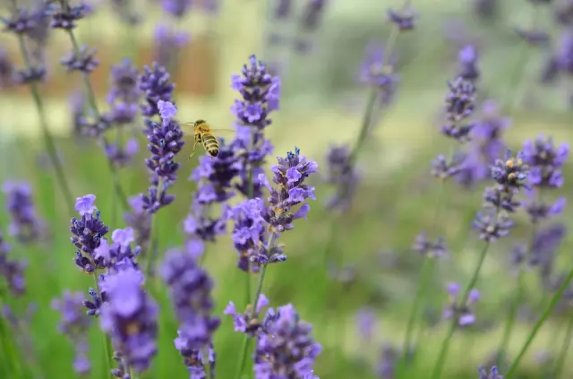 Maslinovoulje,lavanda,voćeipovrće,KaštelSućurac2