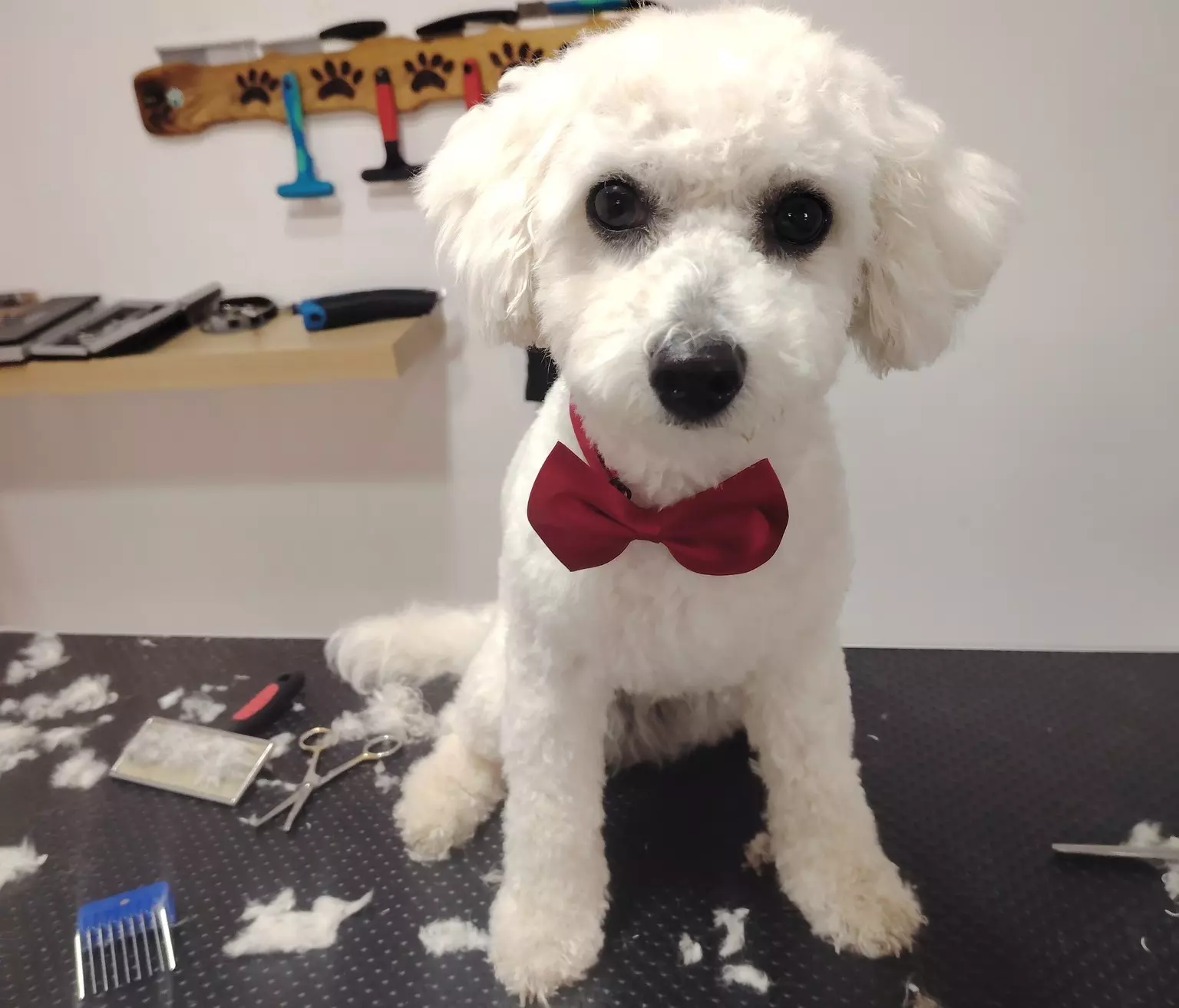 Salon za kućne ljubimce u Lokvama