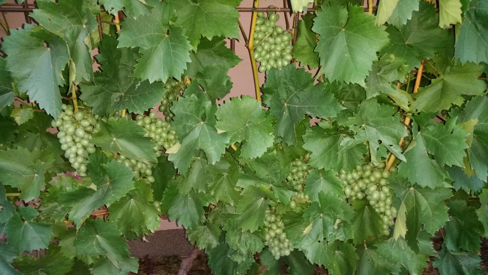 Prodaja poljoprivrednih materijala Beli Manastir, Hrvatska