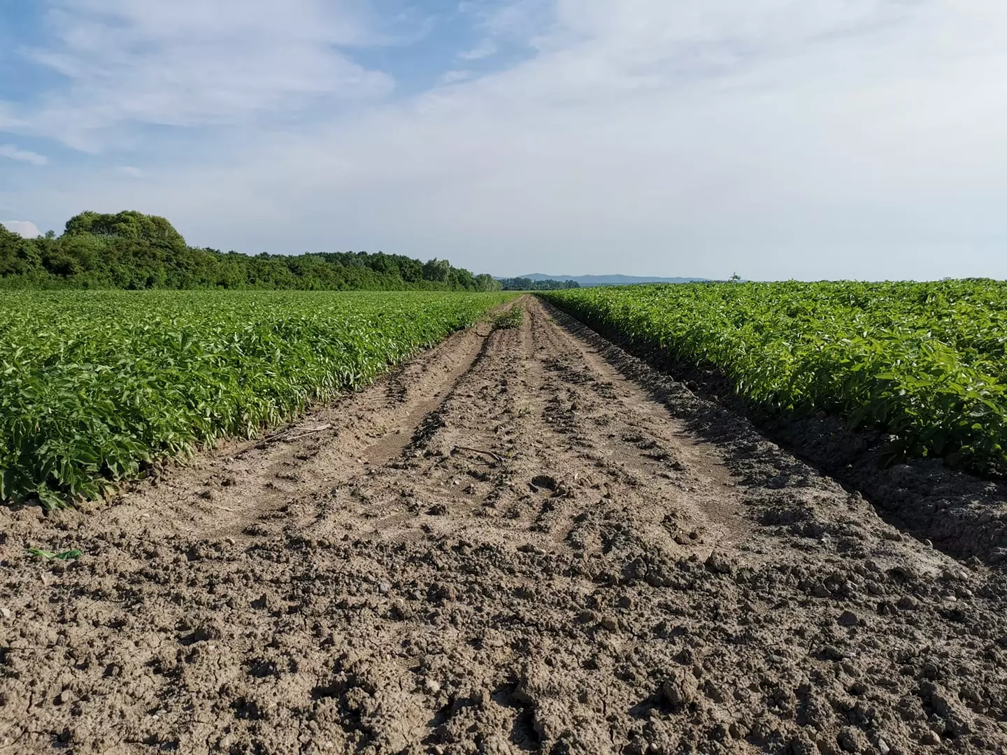 Proizvodi za poljoprivredu Prodaja proizvoda za poljoprivredu u Belom Manastiru