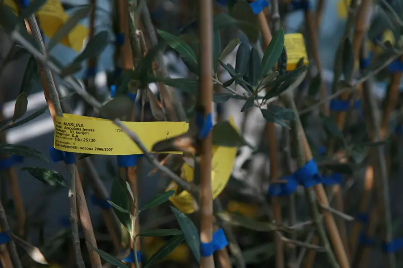 Navodnjavanje i prodaja sitnih strojeva, Buje