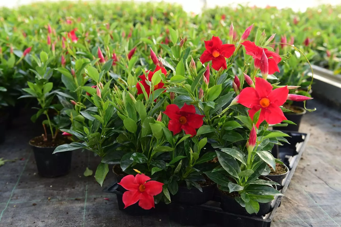 Prodaja i uzgoj rasadnica, biljaka Uzgoj i prodaja rasadnica Križevci, Hrvatska