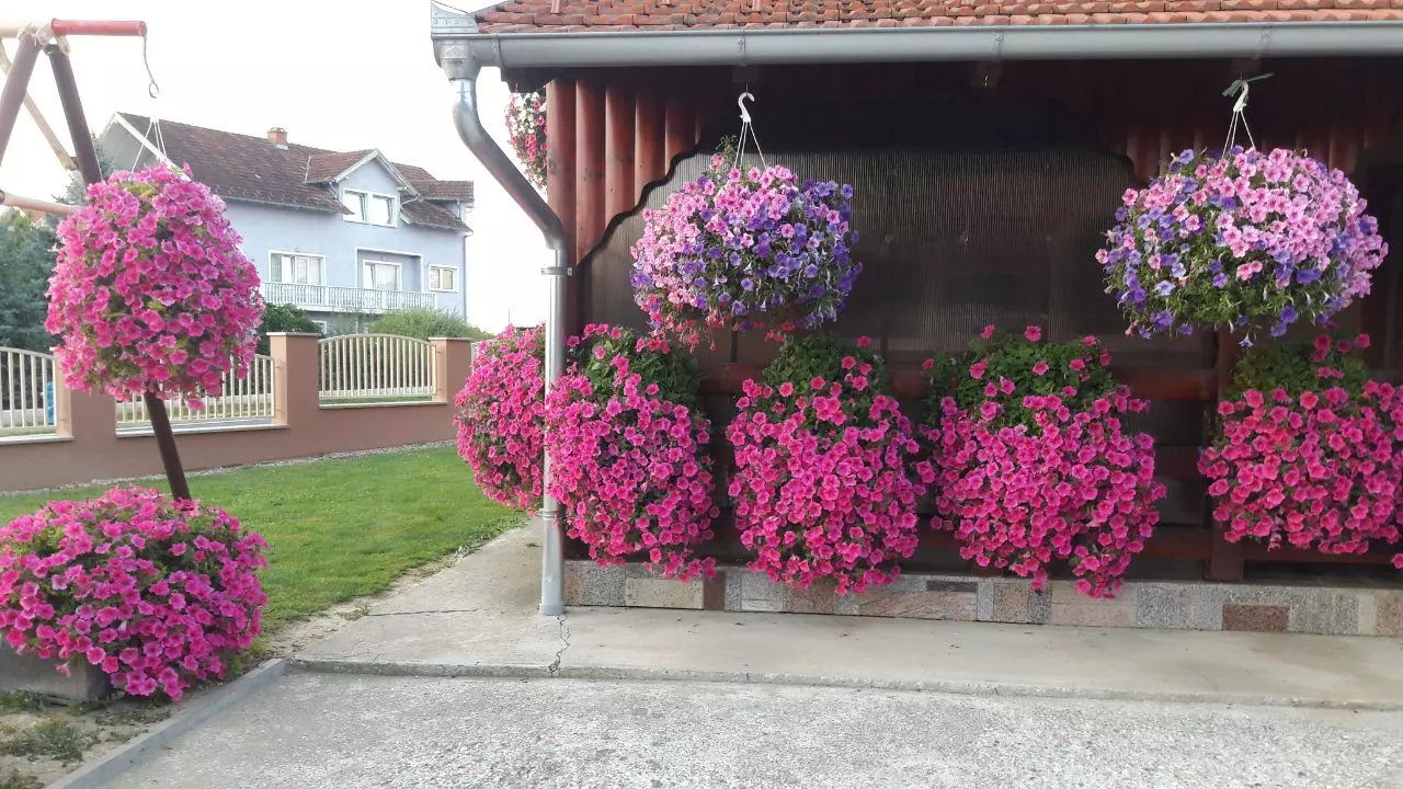 Uzgoj i prodaja rasadnica, biljaka Uzgoj i prodaja rasadnica grad Križevci, Hrvatska