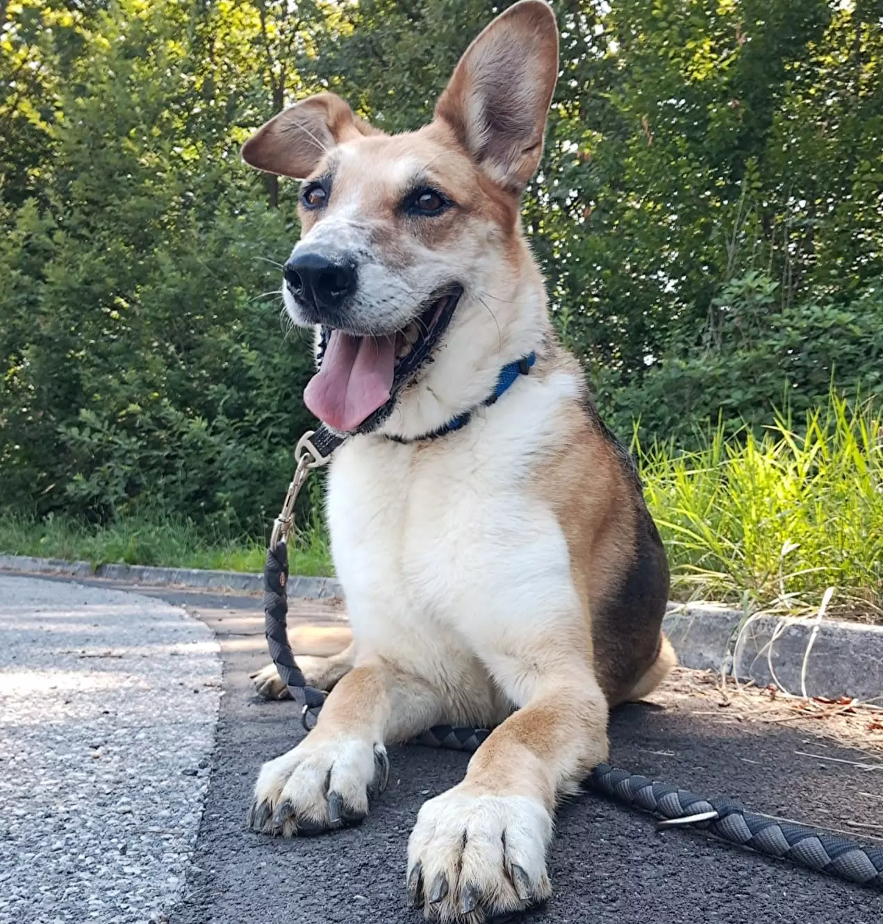 Zaštita i skrb životinja Zagreb, Hrvatska