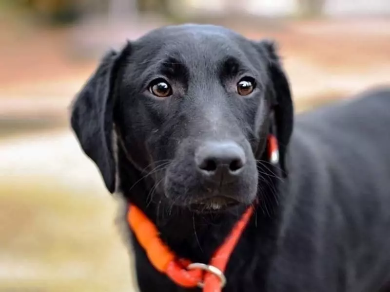 Zaštita i liječenje životinja Zagreb