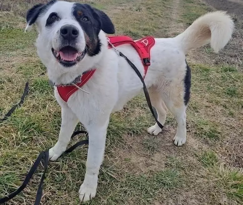 Udomljavanje životinja Zagreb Hrvatska