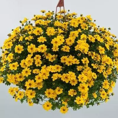 Prodaja cvijeća i ukrasnog bilja Sisak, Hrvatska