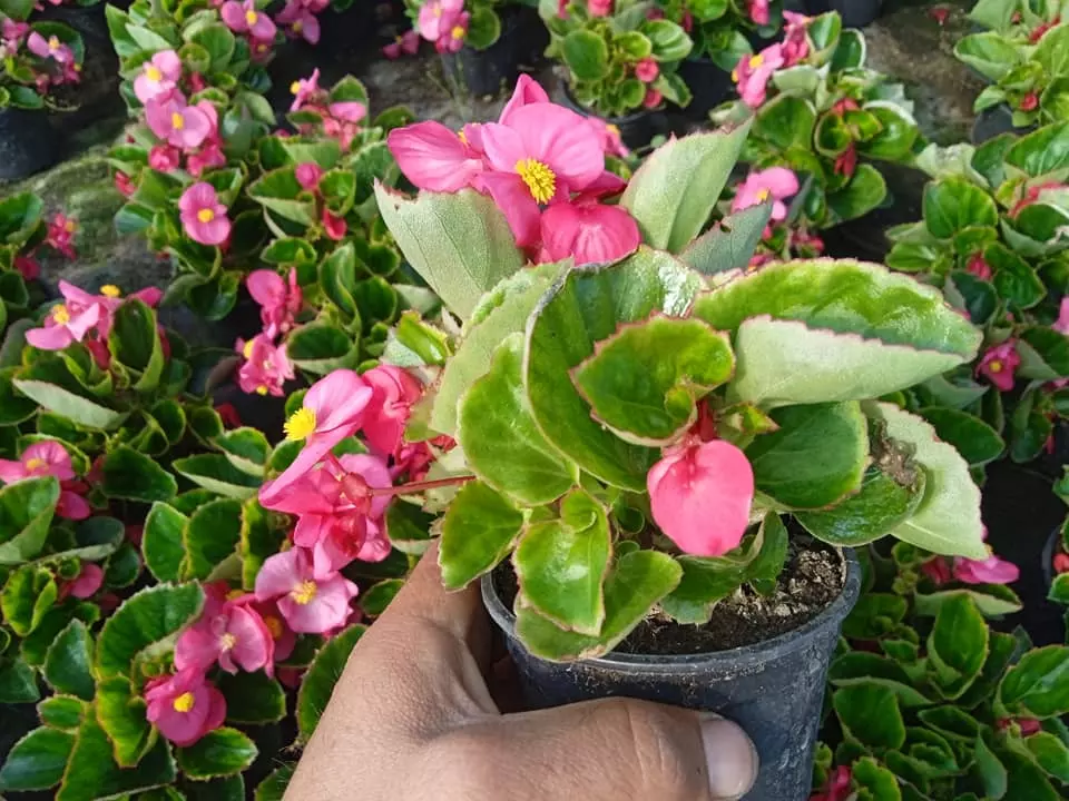 Bilje Prodaja ukrasnog bilja Sisačko-moslavačka županija, Sisak