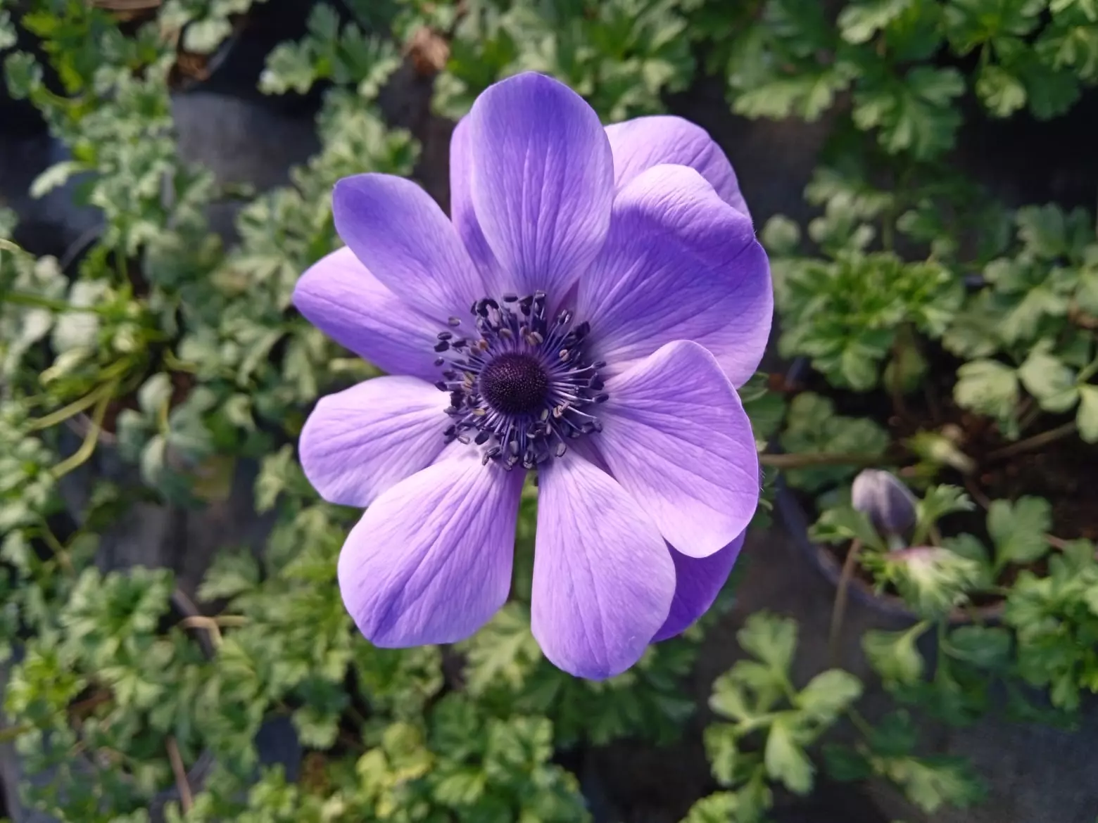 Uzgoj cvijeća i ukrasnoga bilja u  Sisku