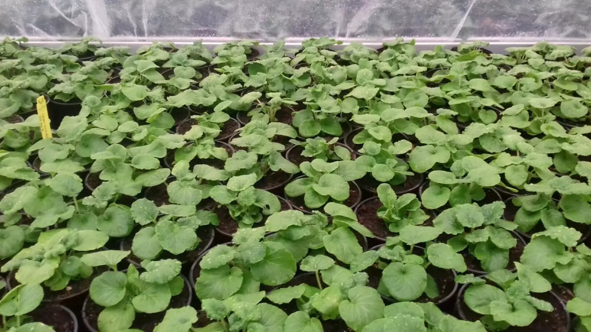 Uzgoj i prodaja presadnica Križevci, Hrvatska