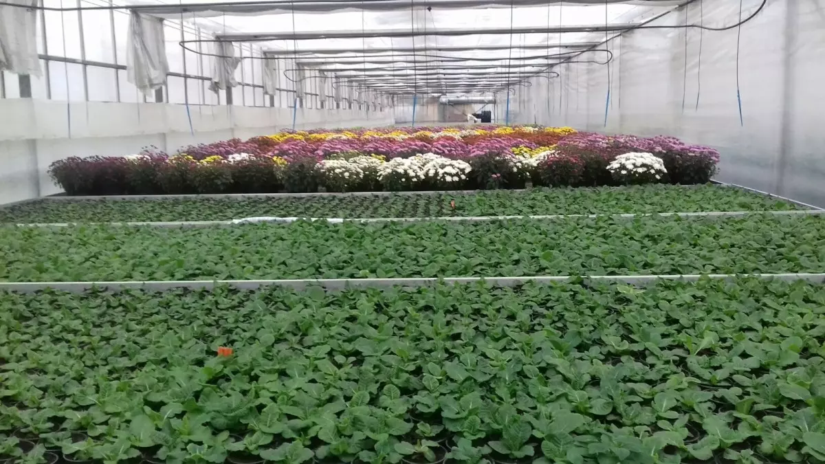 Uzgoj i prodaja presadnica grad Križevci, Hrvatska