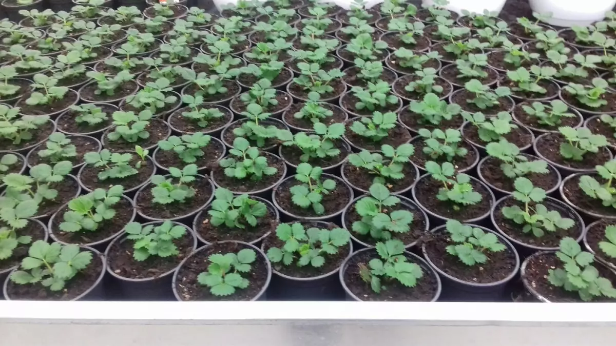 Uzgoj i prodaja presadnica u Križevcima, Hrvatska