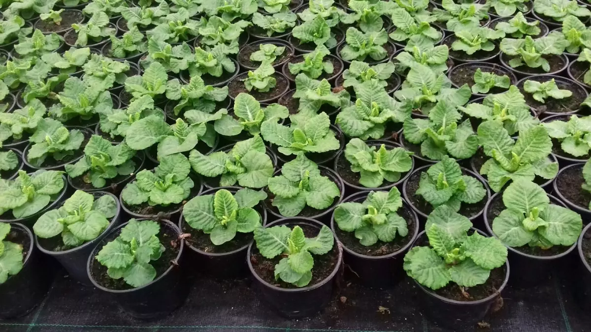 Balkonske i vrtne presadnice, Križevci, Hrvatska