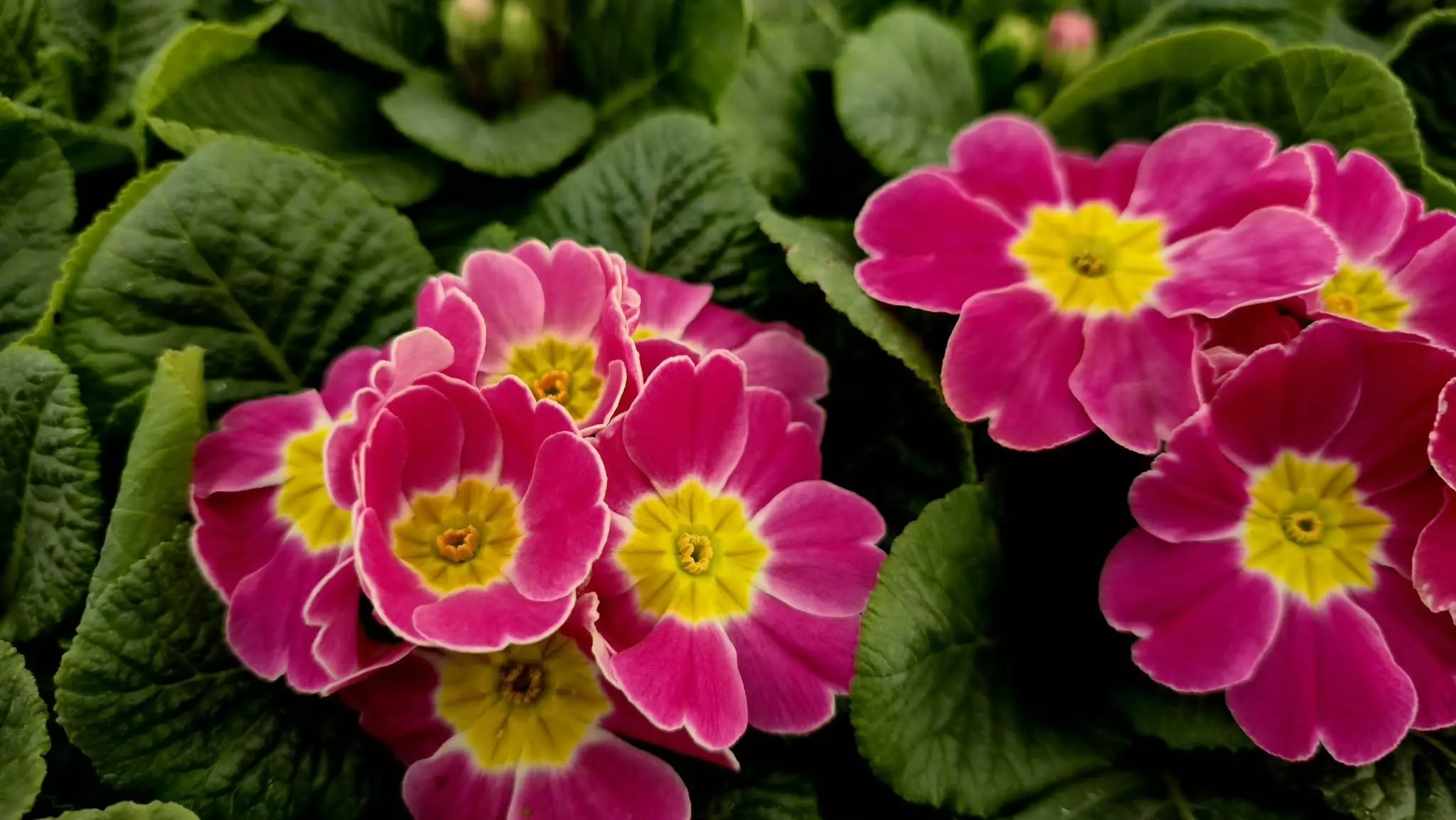 Cvijeće Uzgoj i prodaja cvijeća u Ludbregu