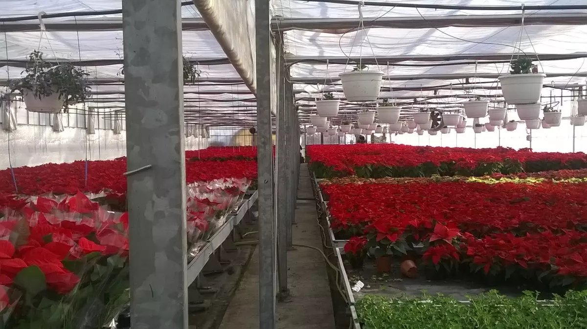 Veleprodaja i maloprodaja cvijeća grad Križevci, Hrvatska