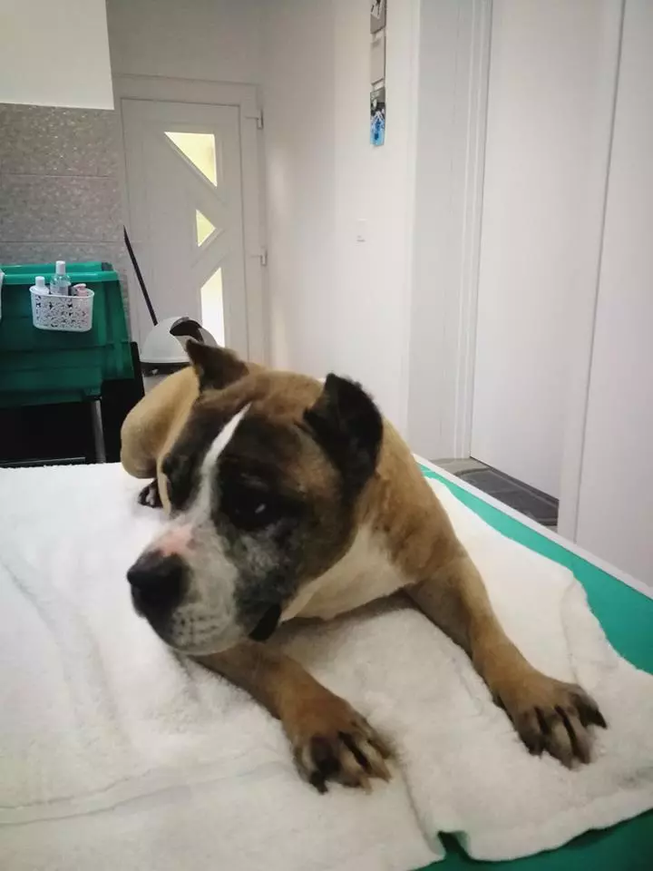 Održavanje_higijene_za_zdravlje_pasa