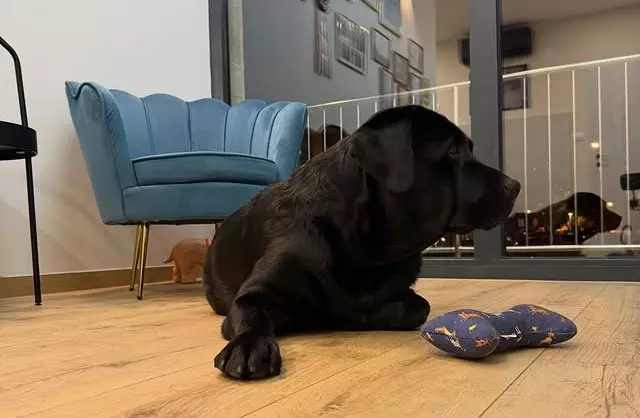 Spa tretmani Spa tretmani za kućne ljubimce u Solinu