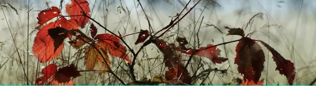 Općinska uprava i općina grad Klana, Hrvatska