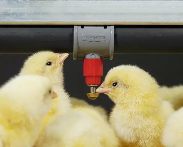 Oprema za peradarstvo, svinjogojstvo i farme u gradu Ludbregu Hrvatska