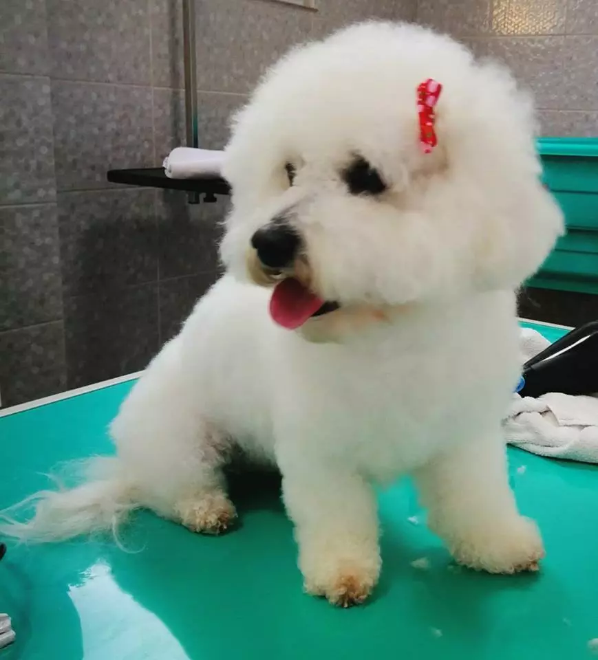 Osnovni_paket_kupanja_i_šišanja Osnovni_paket_kupanja_i_šišanja